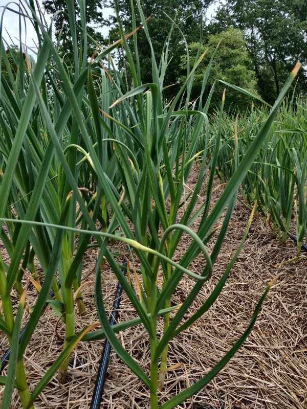 Garlic Scapes - Organic - Image 2