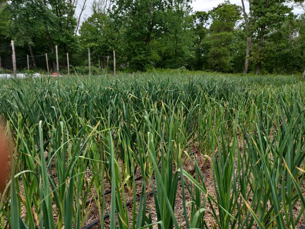 Garlic Scapes - Organic - Image 3