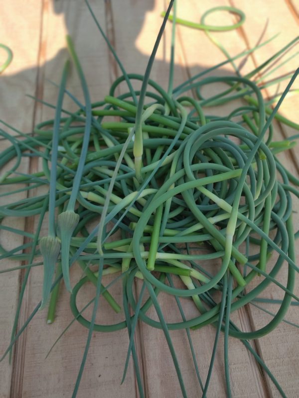 Garlic of the Month CSA! - Image 4